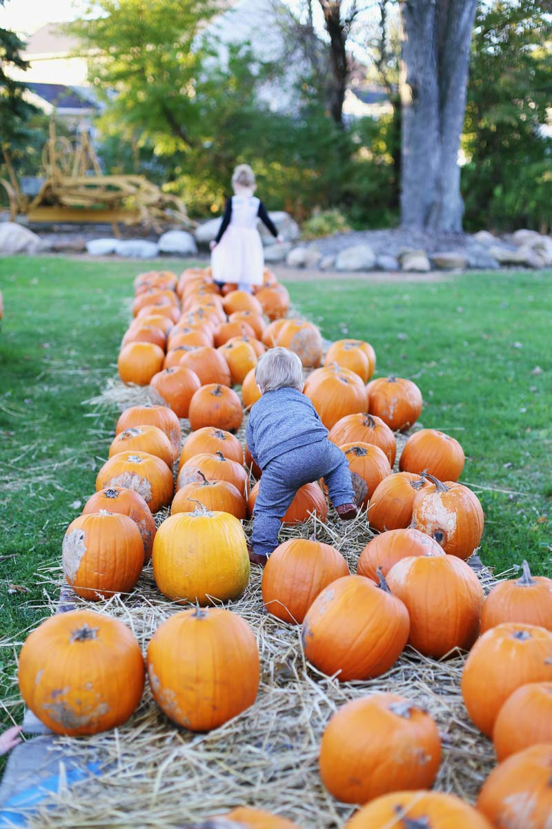 Clambering over pumpkins